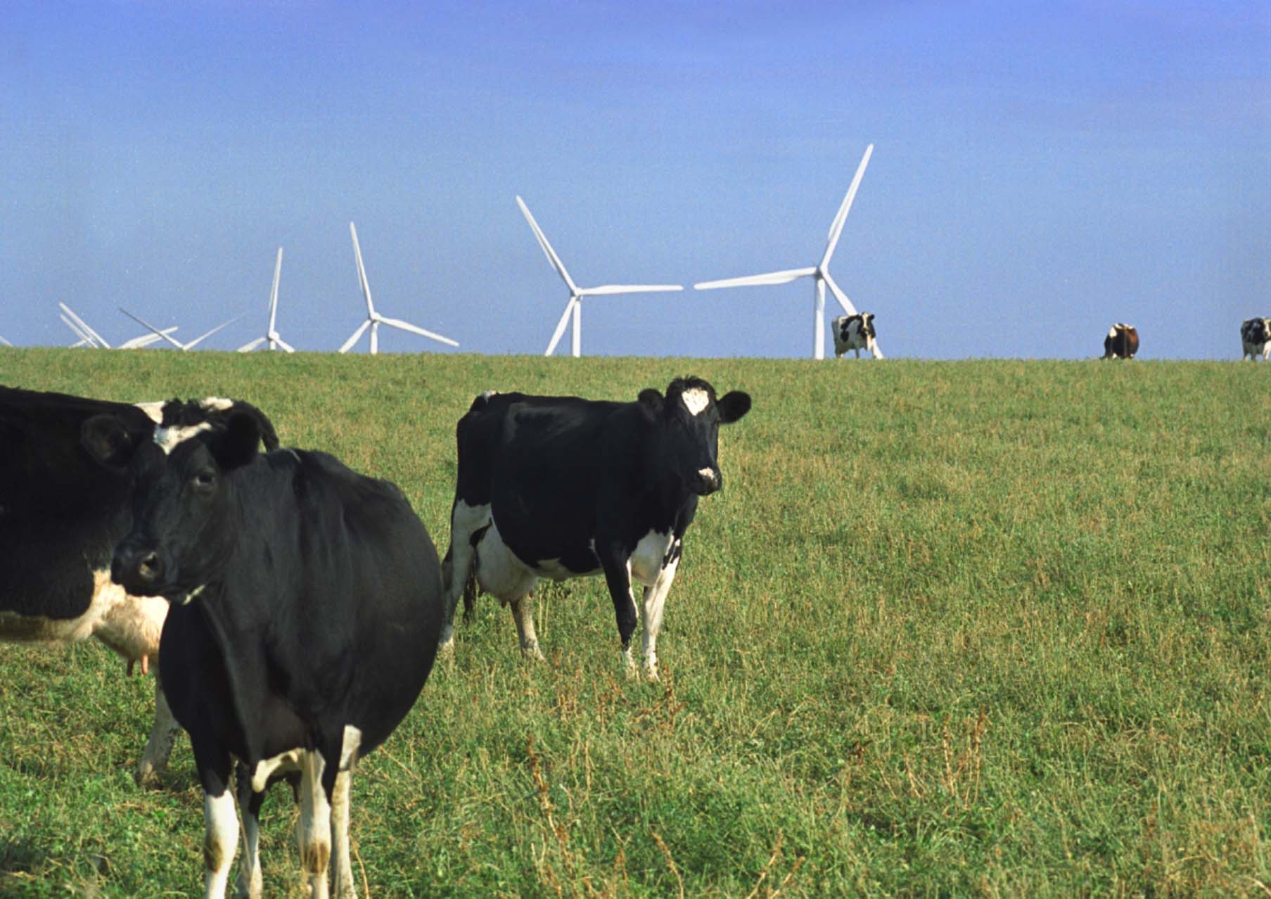 Cows graze in a grassy field with energy-generating windmills in the background